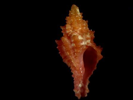 Identificazione muricide